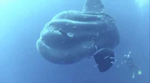 Kỳ quái cá mặt trăng khổng lồ