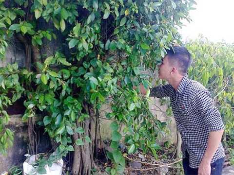 Đổ xô săn si đỏ làm thuốc chữa bệnh ung thư