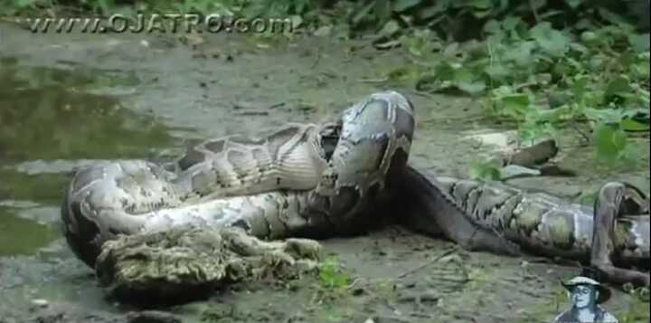 Clip: Trăn 'khủng' nuốt trọn cá sấu