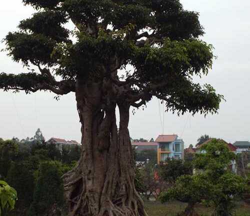 Bộ sưu tập 5.000 cây tiền tỷ của đại gia Phiến 'cá'