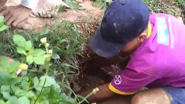 Clip: Tay không bắt rắn hổ mang trâu