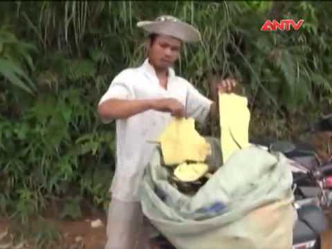 Phá rừng, bóc vỏ cây bán cho Trung Quốc