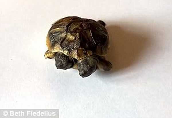 'Quái vật' rùa hai đầu xuất hiện ở Đan Mạch