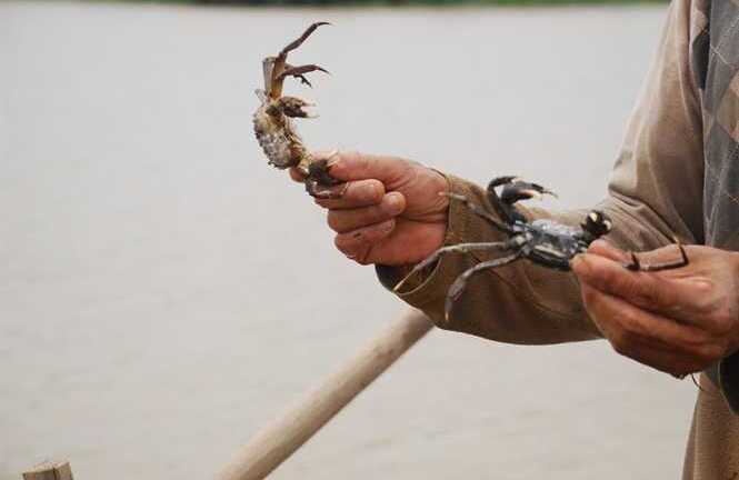 Kỳ thú chuyện săn đặc sản ‘tám cẳng hai càng’ dưới sông lớn