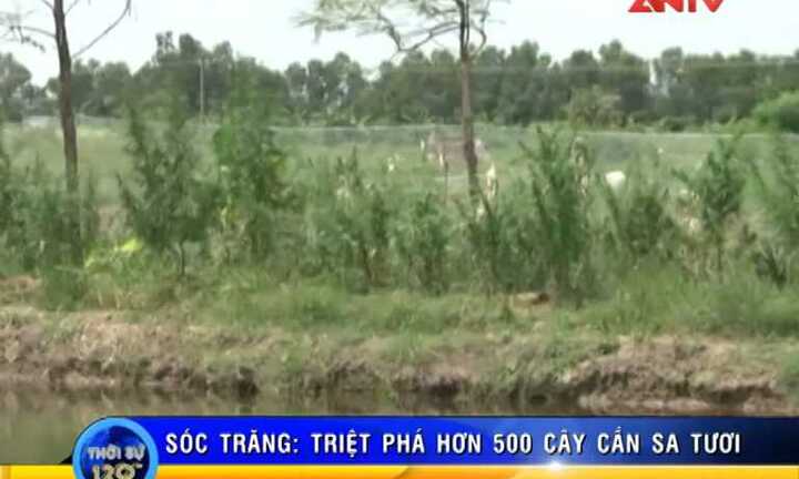 Lập trang trại cần sa để nuôi... gia cầm