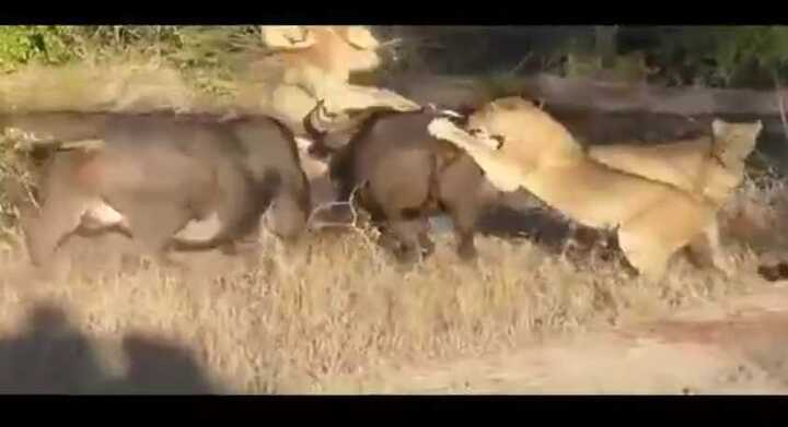 Trâu rừng đại chiến sư tử cứu đồng loại