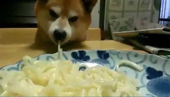 Chú chó hút sợi mì nhanh như máy