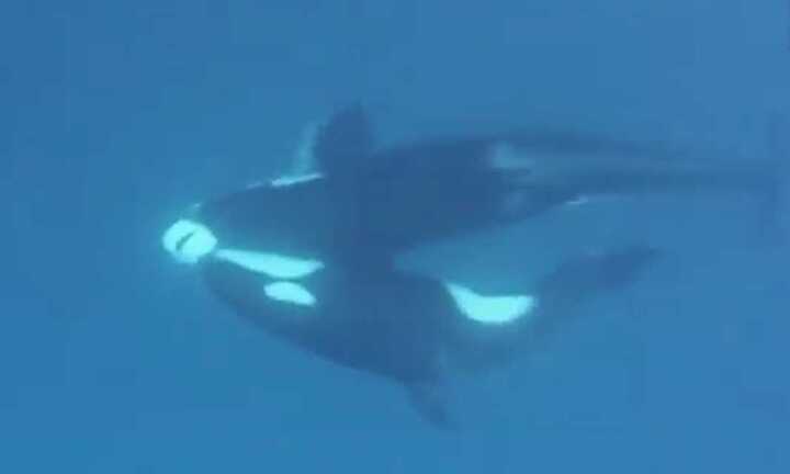 Video: Cá voi sát thủ hạ gục cá mập
