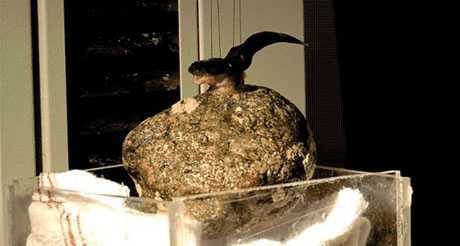 Sửng sốt cá Clingfish tí hon nhấc vật nặng hơn trăm lần cơ thể