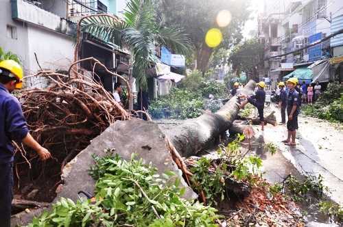 Sài Gòn mưa lớn, hàng loạt cây xanh bật gốc