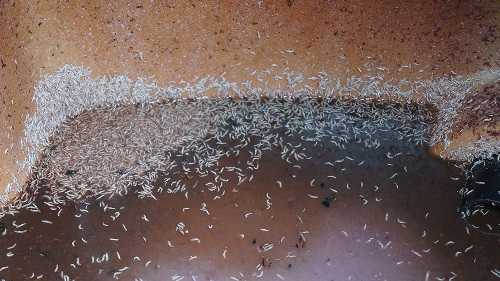 Kinh hoàng chứng kiến dòi bò lúc nhúc trong mắm tôm