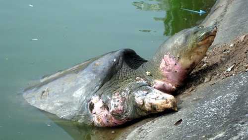 Cụ Rùa và những lần nổi không ngẫu nhiên