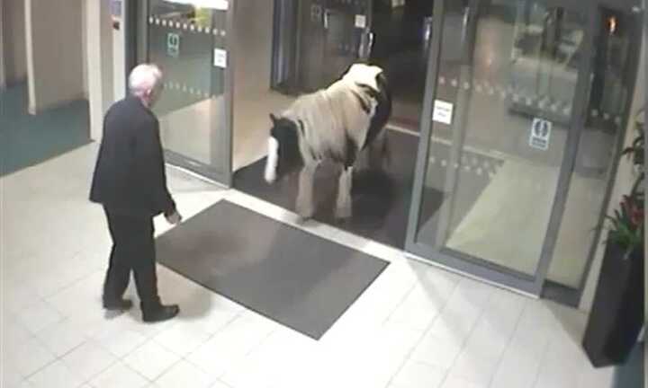 Clip: Chú ngựa ngơ ngác lạc vào sở cảnh sát