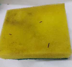 Phát hoảng thấy đỉa bò ra từ miếng rửa bát