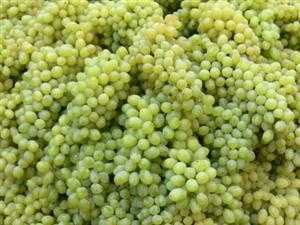 Thực hư 'nho lạ' gắn mác nho Ninh Thuận bán đầy đường