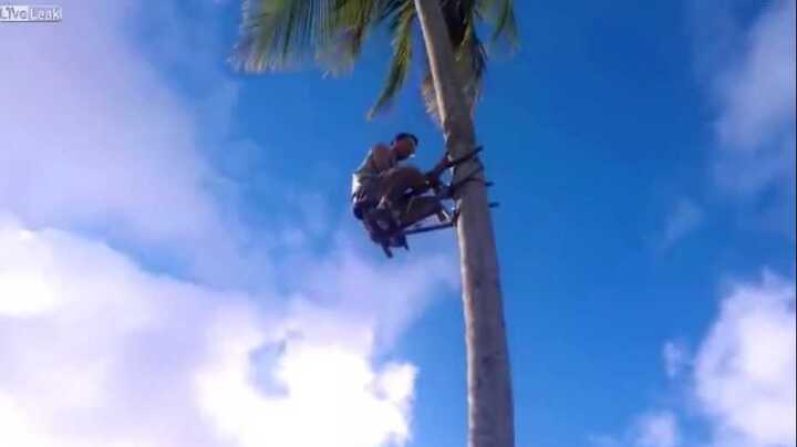 Ngỡ ngàng máy trèo cây dừa tự chế cực sáng tạo