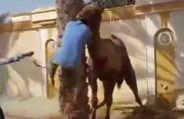 Clip: Lạc đà nổi cơn điên ngoạm đầu, ném người xuống đất