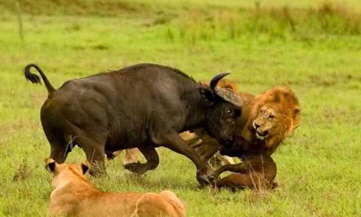 Clip: Voi giải cứu trâu rừng đơn độc thoát vòng vây của bầy sư tử