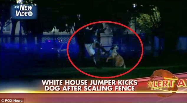 Clip: Chó nghiệp vụ tấn công kẻ đột nhập Nhà Trắng