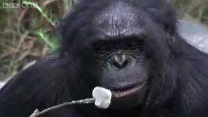 Video: Tinh tinh nhóm lửa, nướng đồ ăn như người