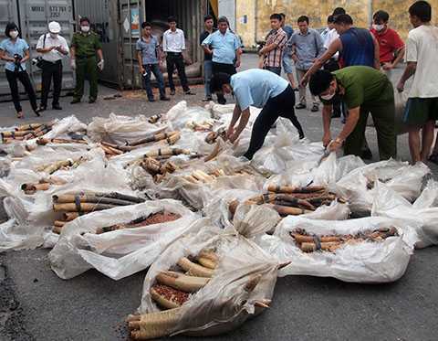 Gần 1 tấn ngà voi ngụy trang 'găng tay cao su' vào Việt Nam