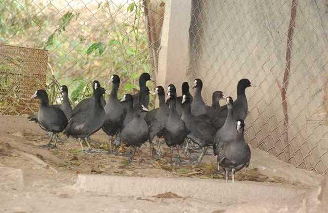 Người mang giấc mộng thả loài chim ăn sâm xuống hồ Tây