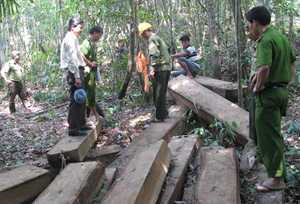 Xem xét khởi tố vụ phá rừng Bà Nà-Núi Chúa ở Đà Nẵng