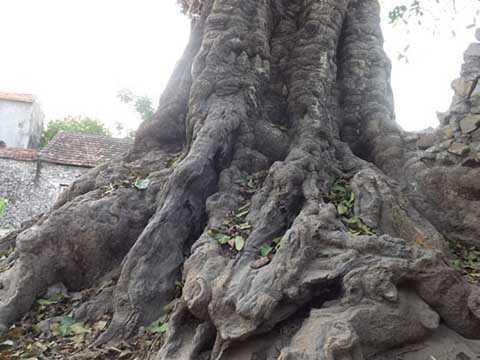 Kỳ lạ gốc thị 'cổ đại', khổng lồ ở Nghệ An