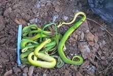 Clip: Diệt rắn độc tràn về xã bất thường