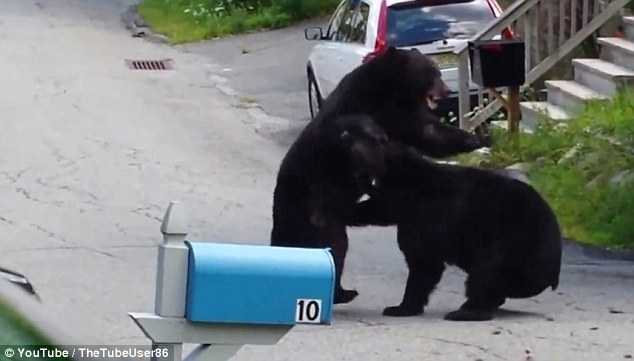 Clip: Gấu đen 'khổng lồ' hỗn chiến, tát nhau tới tấp