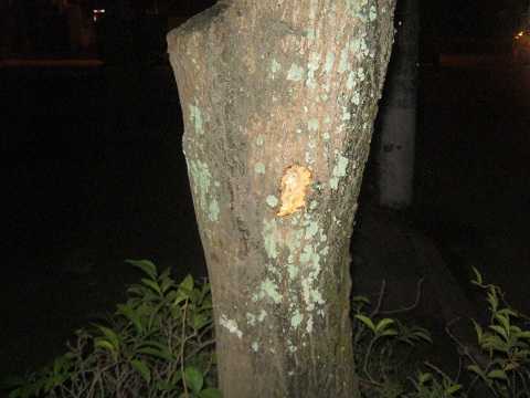 Ảnh: Hiện trường vụ bắn nhau chấn động Nghệ An