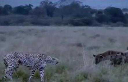 Video: Báo Cheetah đuổi linh cẩu chạy bạt vía, bảo vệ con