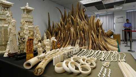 Quan chức TQ buôn lậu ngà voi bằng máy bay của ông Tập Cận Bình?