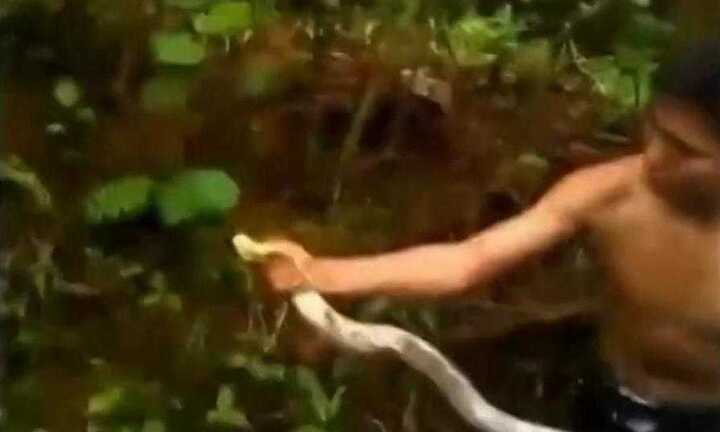 Clip: Thanh niên tay không bắt rắn hổ chúa 'khủng'