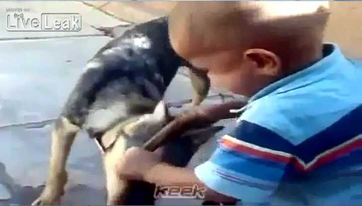 Clip: Bị chó cắn, em bé tức giận quay lại cắn chó