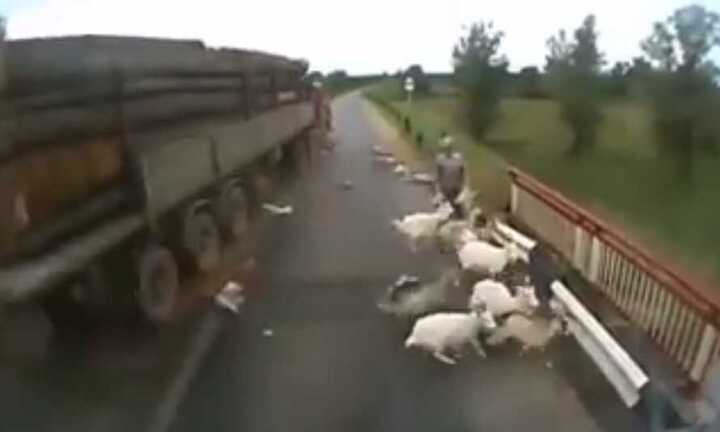 Video: Đàn dê qua đường, gặp nạn đáng thương