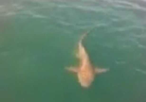 Gã đàn ông liều mạng vồ cá mập giữa đại dương