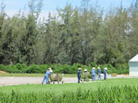 Rau đắng đất – vị thuốc quý từ thiên nhiên