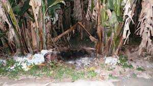 Bí ẩn xác chết cháy đen bên bụi chuối