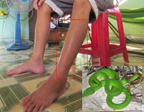 Dân hoang mang bị rắn lục đuôi đỏ bò vào nhà tấn công
