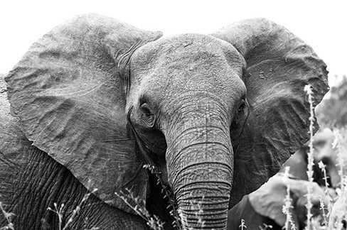 Chuyện ly kỳ ở Sơn La: Voi rừng độc đàn ‘trả thù người xấu bụng’