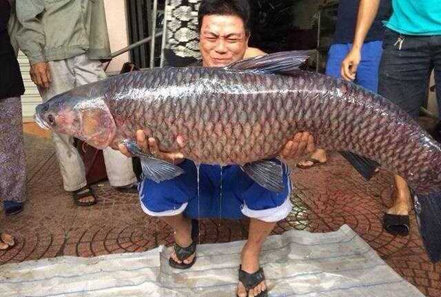 Câu được cá trắm 'khủng', nặng 24,5kg ở hồ sông Giá
