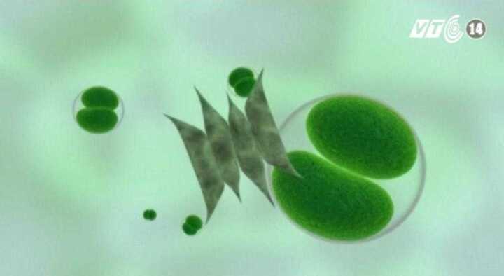 Xuất hiện virus khiến con người trở nên ngu ngốc