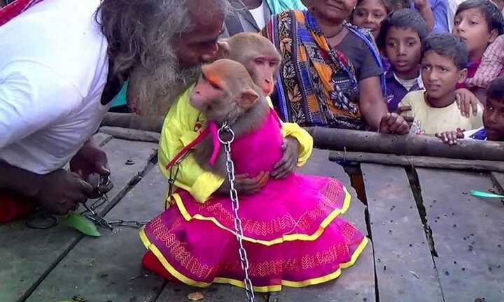 Clip: Lễ cưới hoành tráng của cặp đôi khỉ