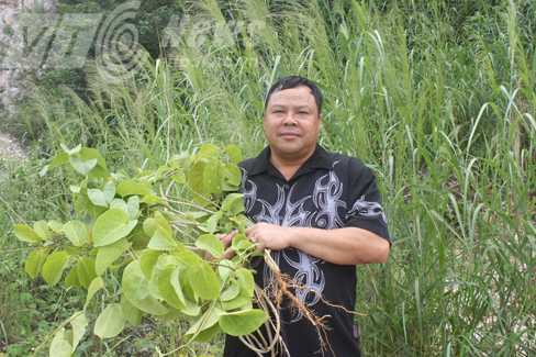 Thảo dược kỳ quái trị ‘bệnh nhà giàu’ của ông lang Giáy