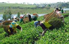 Chè Việt bị đồn nhiễm dioxin được thông quan