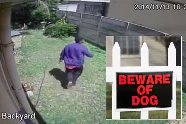 Clip: Bị chó đuổi, trộm chạy trối chết vượt tường thoát thân