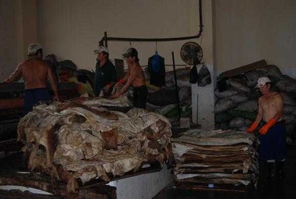 Xả thải chui, công ty thuộc da bị phạt 6,4 tỉ đồng