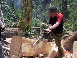 Lâm tặc lộng hành ở Quảng Nam