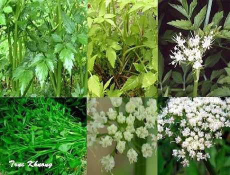 Bài thuốc dân gian từ cây rau cần ta